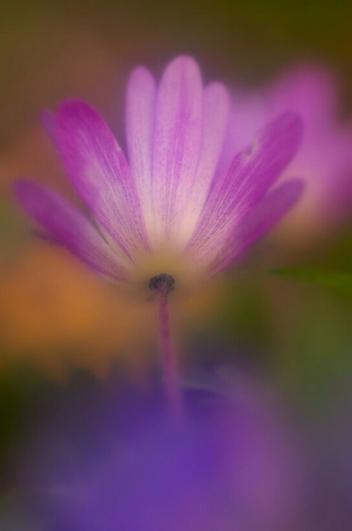 anemonehepatica.jpg