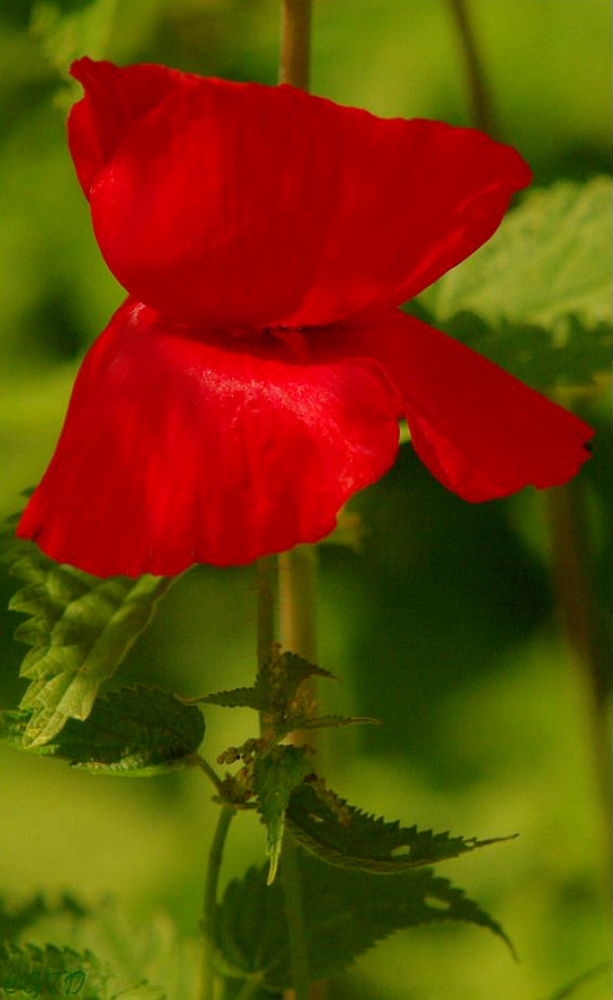 mohnblume.jpg