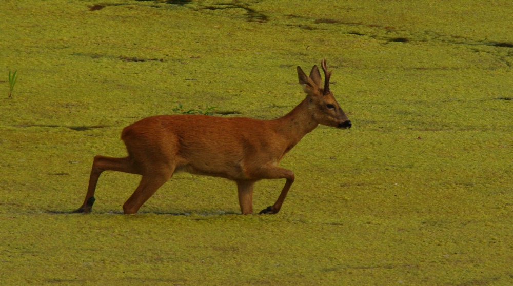 imgp9958.jpg