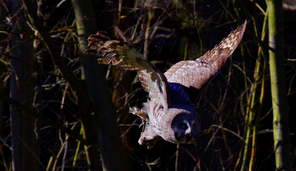 imgp6158.jpg